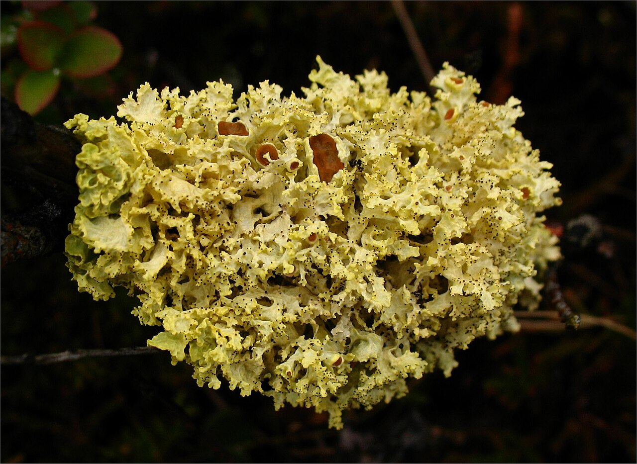 Einerlav på Dovrefjell. Foto: Irene Andersson / CC BY-SA 3.0.
