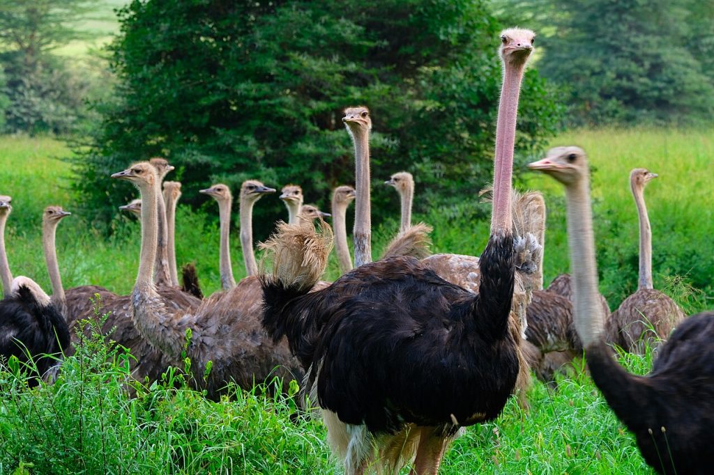 En gruppe med slettestruts (Struthio camelus) i Nairobi nasjonalpark i Kenya. Foto: Zammerman / CC BY-SA 4.0.