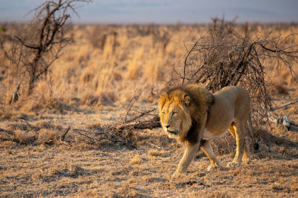 En løve i Madikwe Game Reserve i Sør-Afrika. Foto: Vince Russell. 