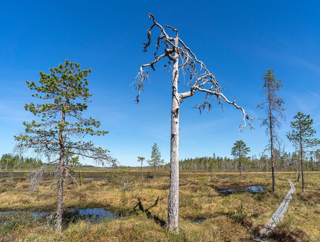 Kelofuru i Mossaträsk-Stormyran i Sverige. Foto: SiberianJay / CC BY-SA 4.0.