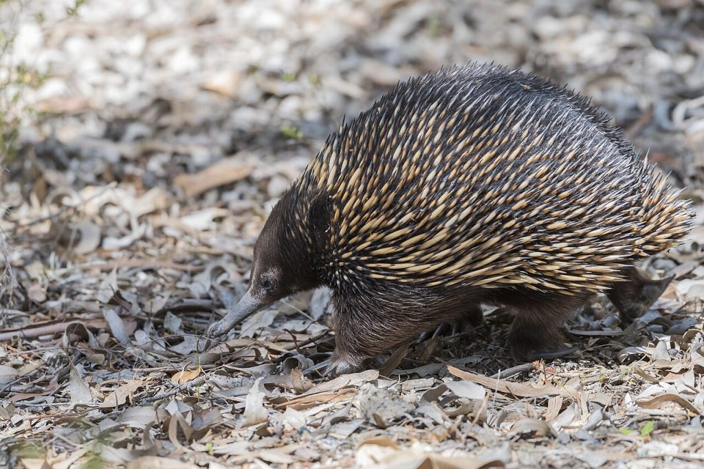 Kortsnutemaurpiggsvin. Foto: Gunjan Pandey / CC BY-SA 4.0.