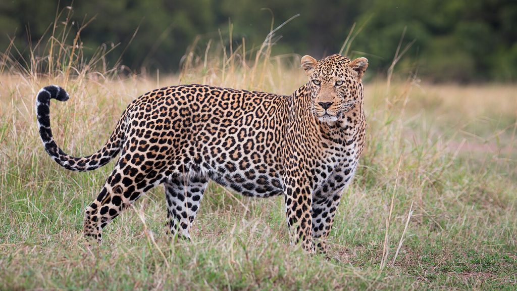 En leopard i Masai Mara-reservatet i Kenya. Foto: Sumeet Moghe / CC BY-SA 4.0. 