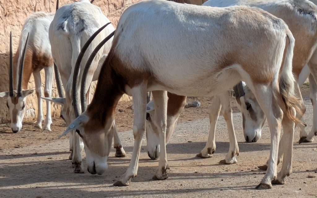 Sabeloryxer. Her fra dyreparken Rio Safari Elche i Spania. Foto: Nicklas Iversen