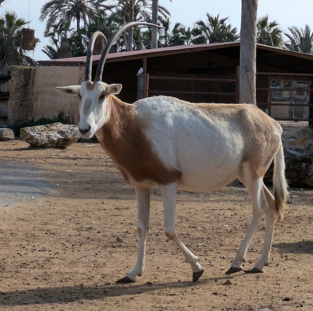 Sabeloryx. Her fra dyreparken Rio Safari Elche i Spania. Foto: Nicklas Iversen