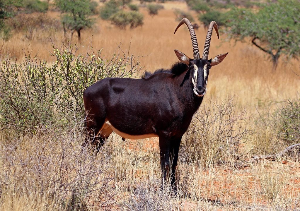 Sabelantilope (Hippotragus niger), her fra Tswalu Kalahari Reserve i Sør-Afrika. Foto: 	
Charles J. Sharp / CC BY-SA 4.0. 