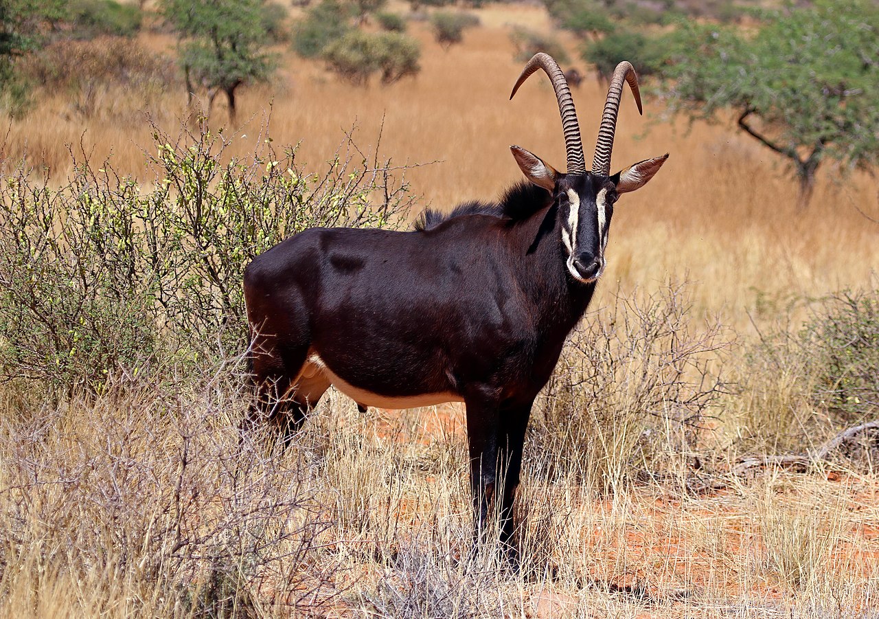 Sabelantilope (Hippotragus niger), her fra Tswalu Kalahari Reserve i Sør-Afrika. Foto: Charles J. Sharp / CC BY-SA 4.0.