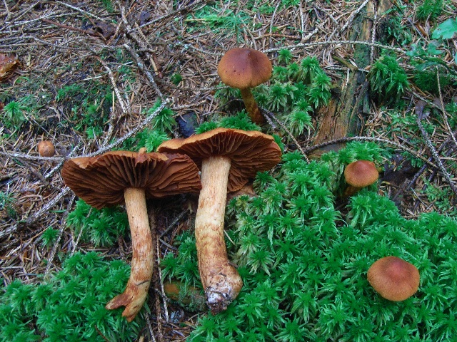 Spiss giftslørsopp. Foto: Inger Kristoffersen / CC BY-SA 4.0.