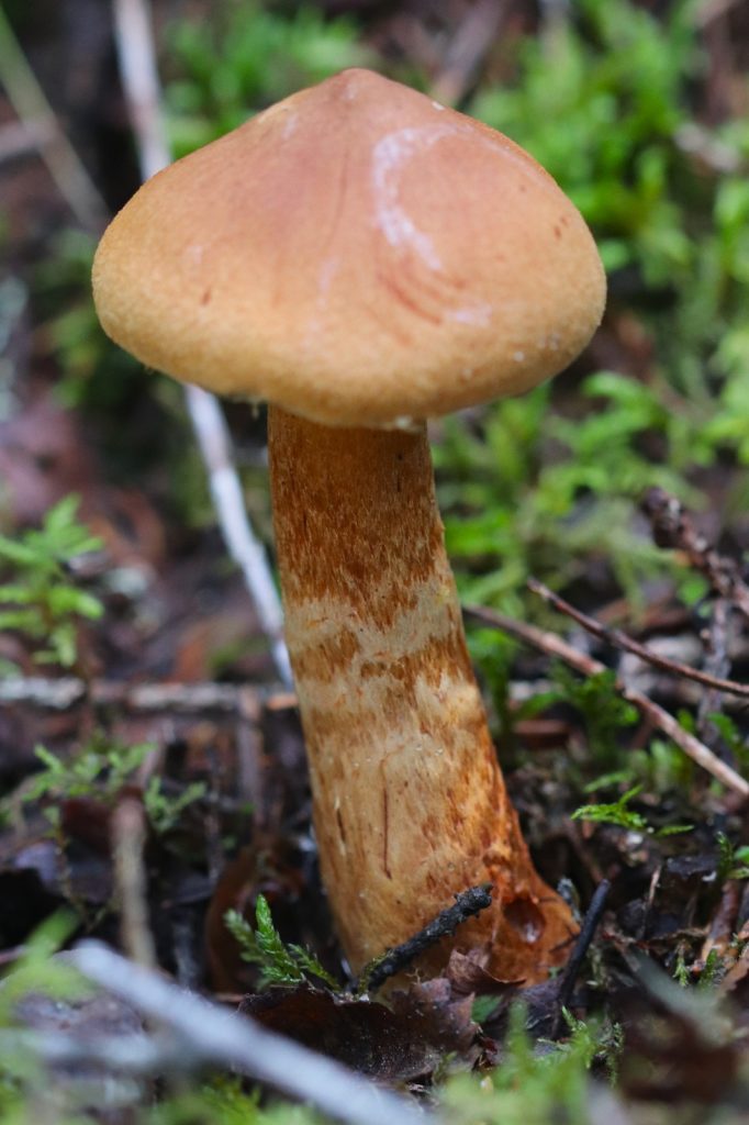 Spiss giftslørsopp. Foto: Rob van Kruining / CC BY-SA 4.0. 