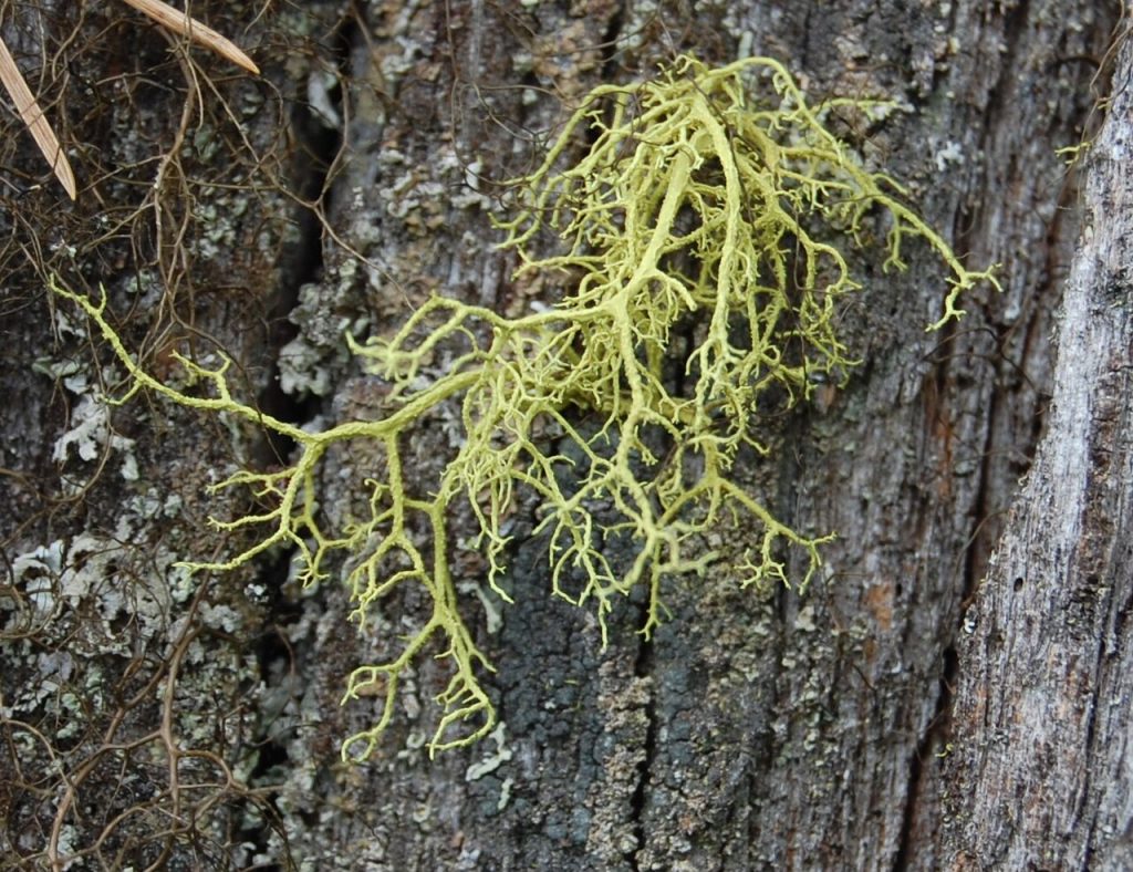 Ulvelav i Trillemarka. Foto: Nicklas Iversen