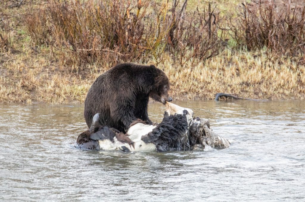 Grizzlybjørn som spiser på en død bison i Yellowstone nasjonalpark. Foto: Jim Peaco / National Park Service. 