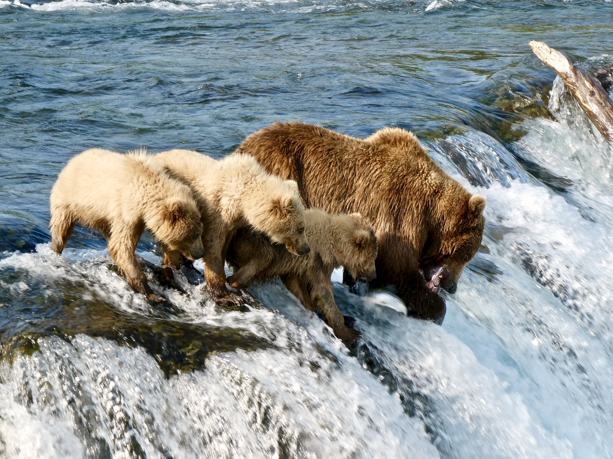 En binne med tre unger i lakselva Brooks Falls. Foto: Katmai National Park and Preserve.