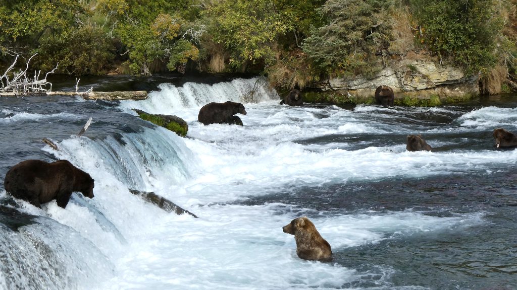 Brunbjørner som fanger laks i Brooks Falls. Foto: Katmai National Park and Preserve.
