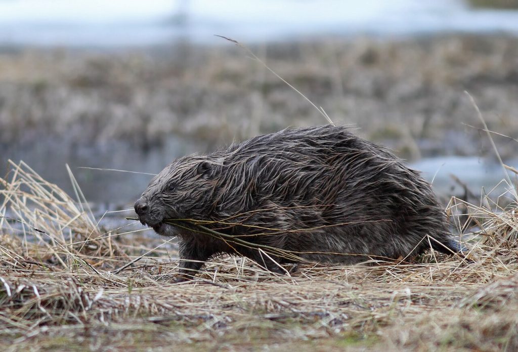 Bever, like utenfor Trondheim. Foto: Bouke ten Cate / CC BY 4.0.