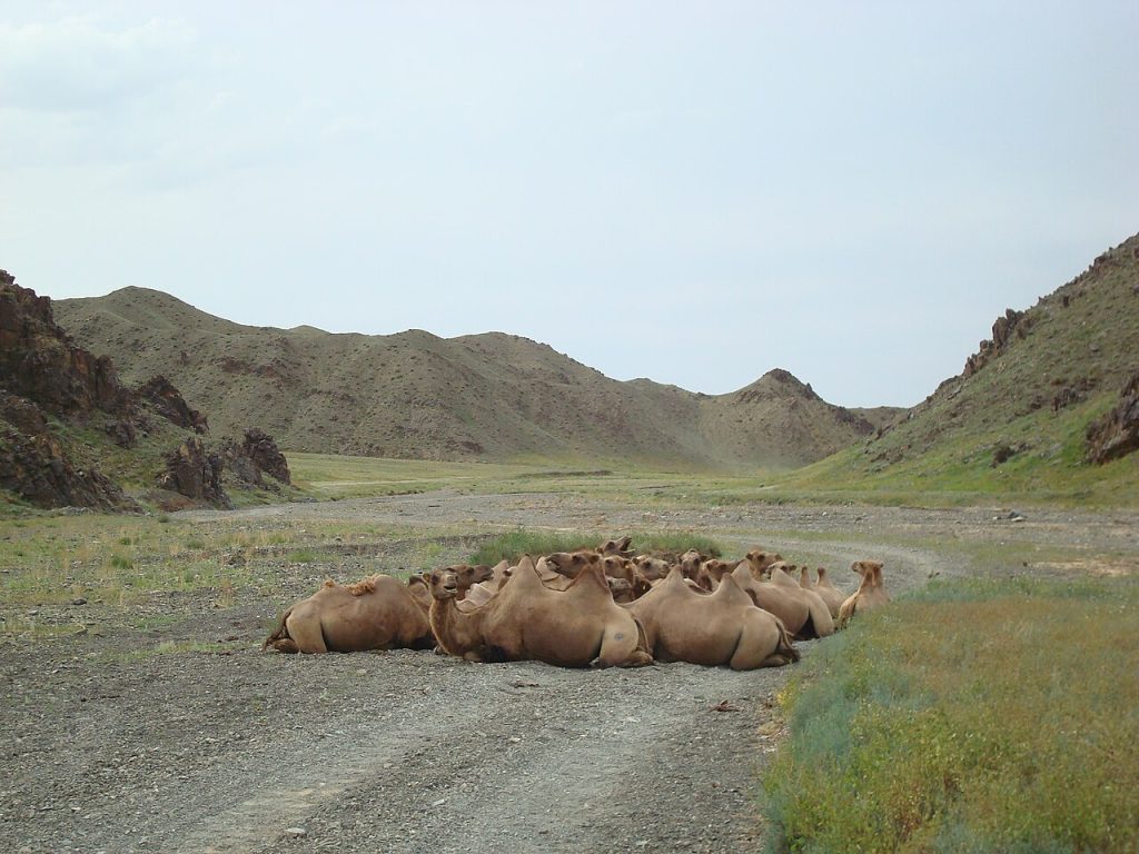 En flokk med villkameler i Gobi-ørkenen i Mongolia. Foto: Arabsalam / CC BY-SA 4.0. 