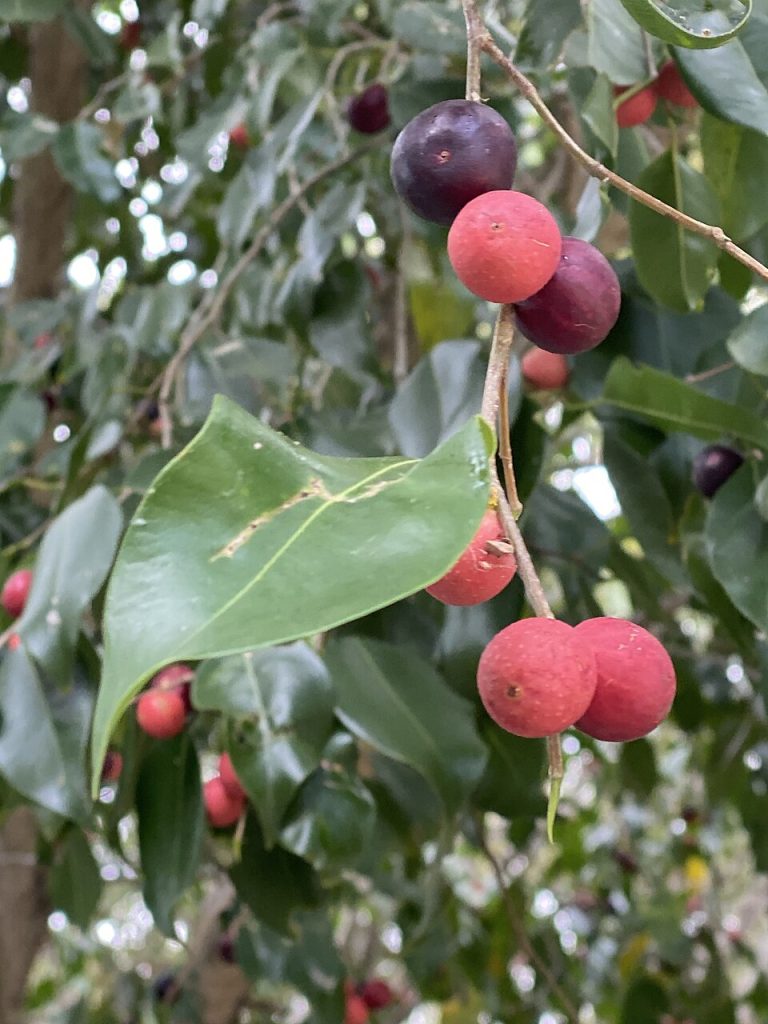 Frukt på en bjørkefiken (Ficus benjamina). Foto: Richard Fuller.