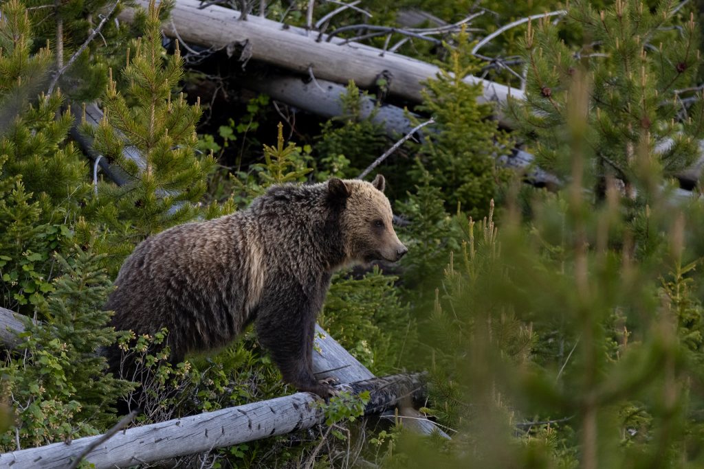 Grizzlybjørn i Yellowstone nasjonalpark. Foto: A. Falgoust / National Park Service. 