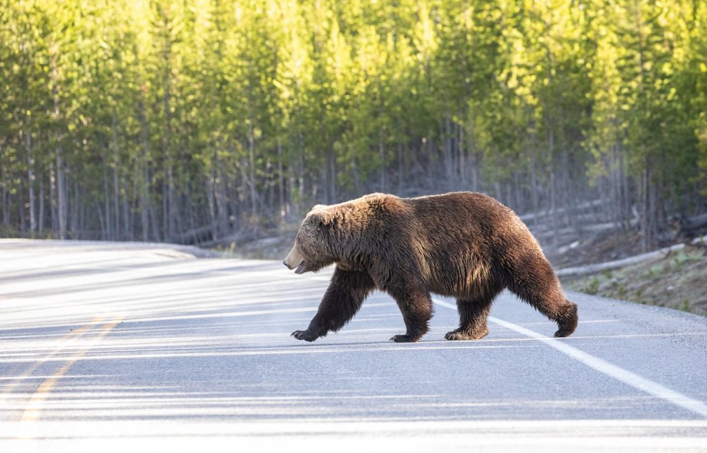 Grizzlybjørn som krysser veien i Yellowstone. Foto: Jim Peaco / National Park Service.
