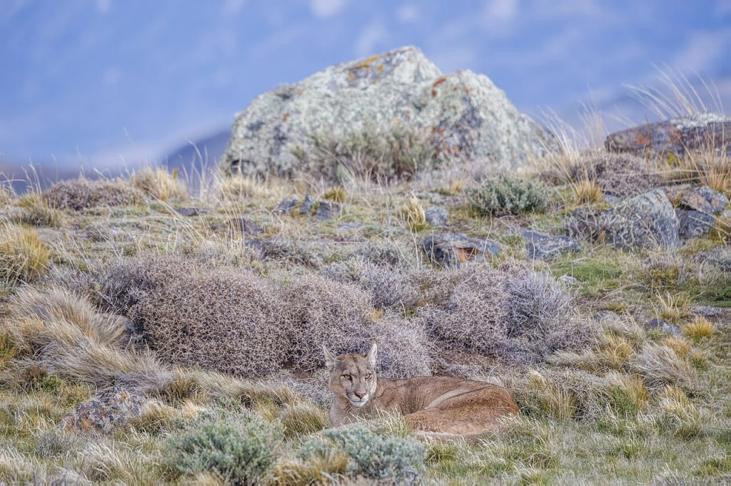 En godt kamuflert Puma i Torres del Paine nasjonalpark i Chile. Foto: Charles J. Sharp / CC BY-SA 4.0.