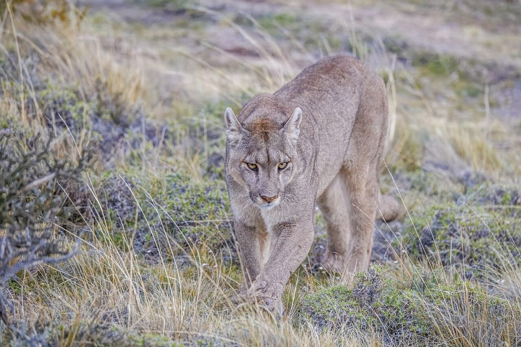En puma i Torres del Paine nasjonalpark i Chile. Foto: Charles J. Sharp / CC BY-SA 4.0.