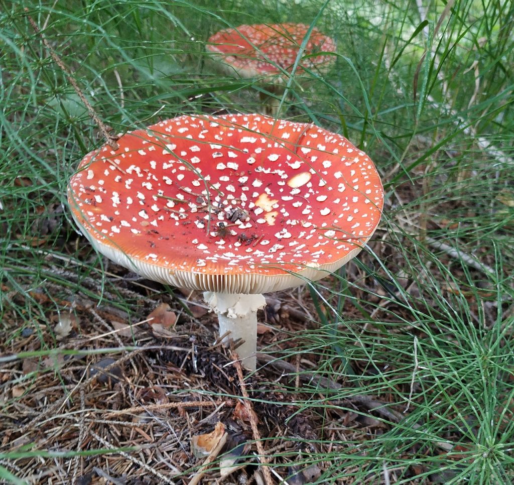Rød fluesopp. Foto: Nicklas Iversen.