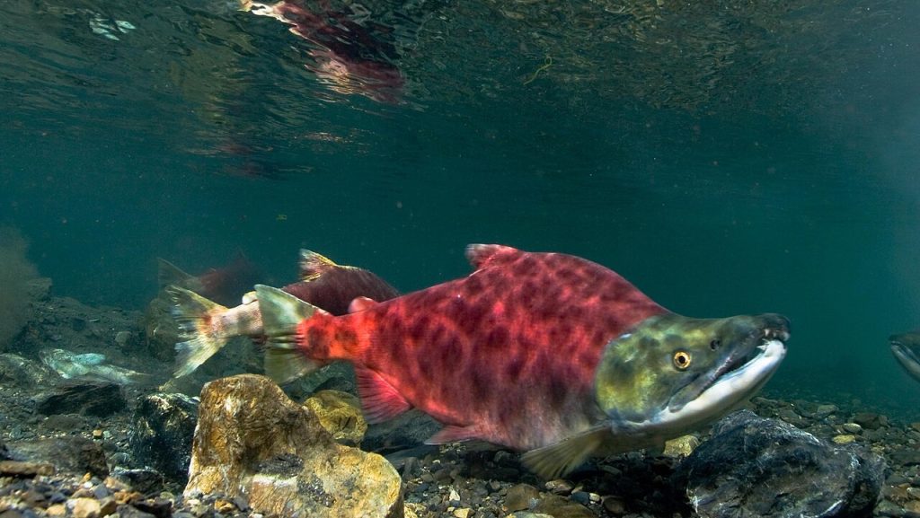 Rødlaks. Foto: Milton Love, Marine Science Institute, University of California, Santa Barbara