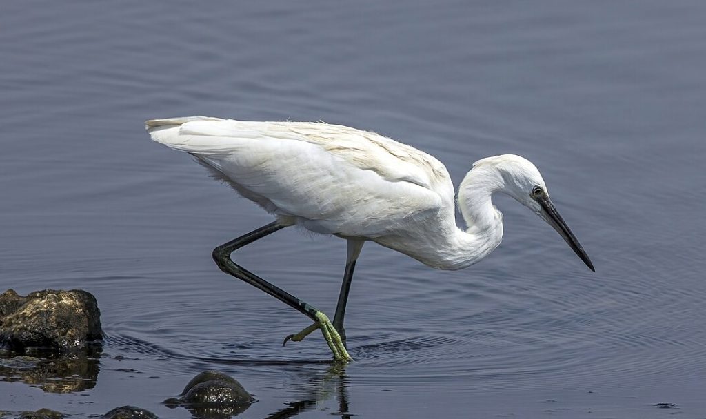 Silkehegre. Foto:
Charles J. Sharp / CC BY-SA 4.0.