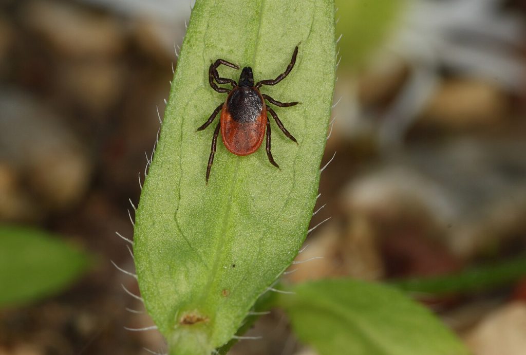 Skogflått (Ixodes ricinus) på et blad. Foto: Holger Krisp / CC BY-SA 3.0.
