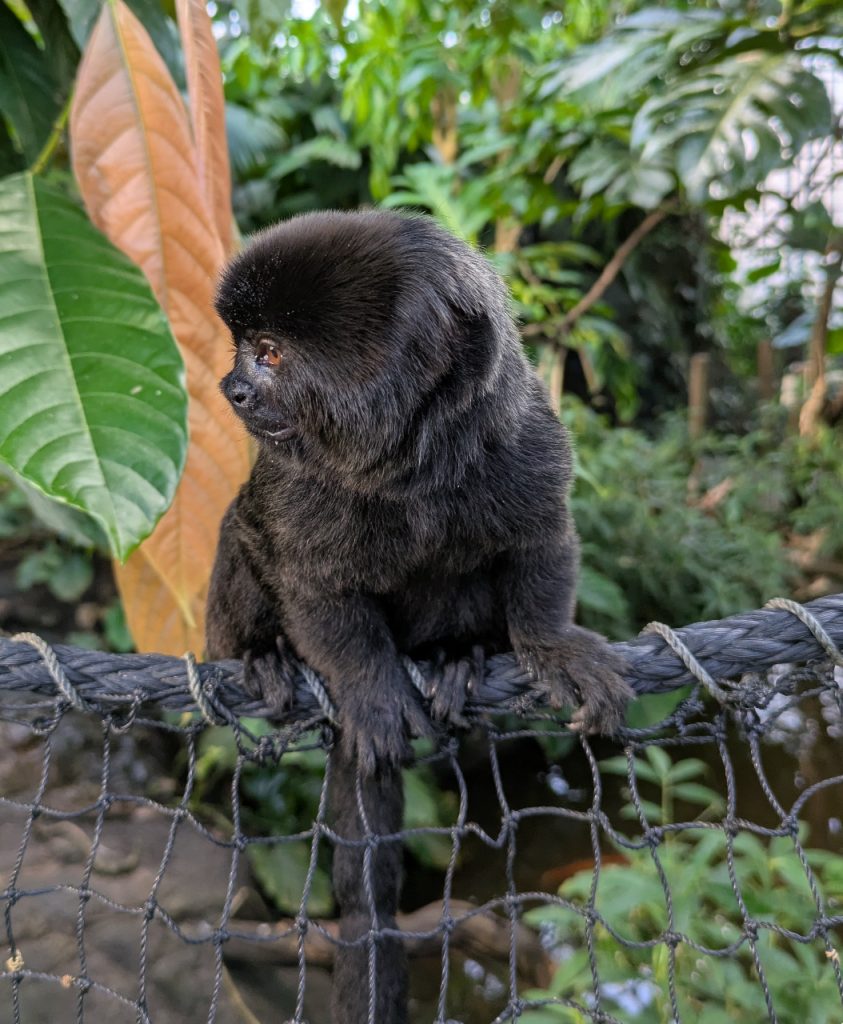 Springtamarin. Her fra Den Lille Dyrehage. Foto: Nicklas Iversen. 