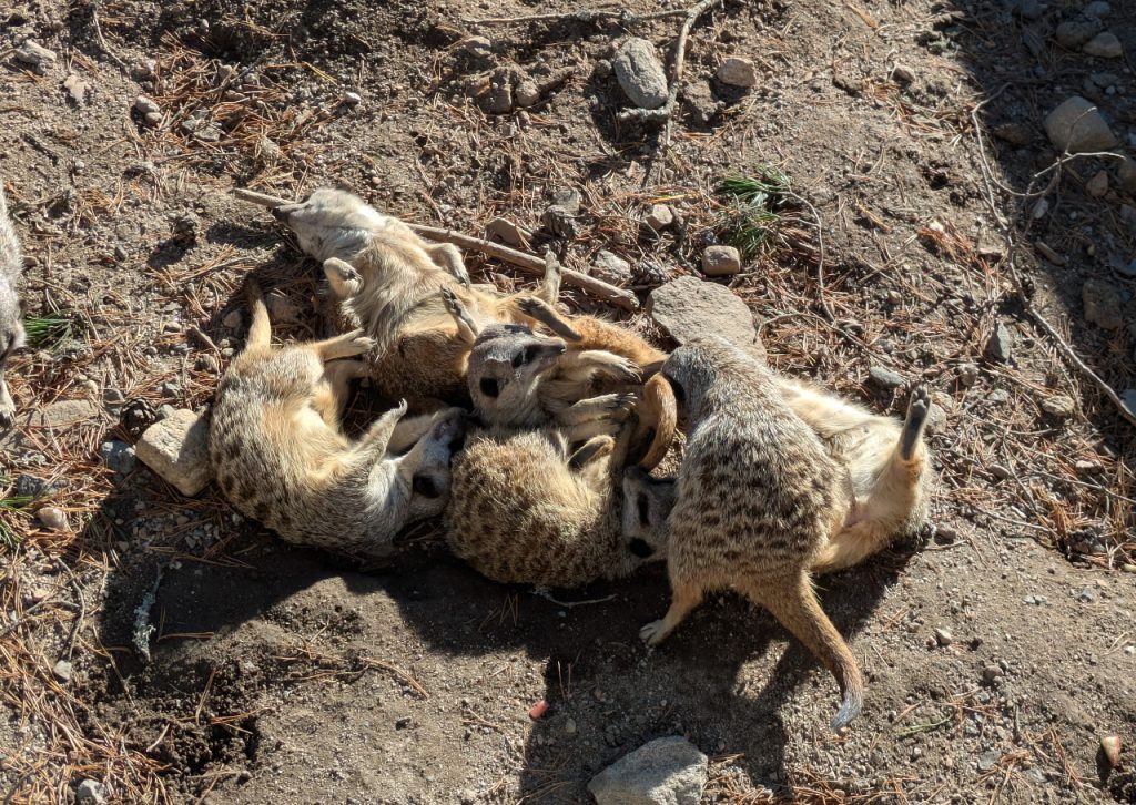 Surikater i Den Lille Dyrehage. Foto: Nicklas Iversen. 