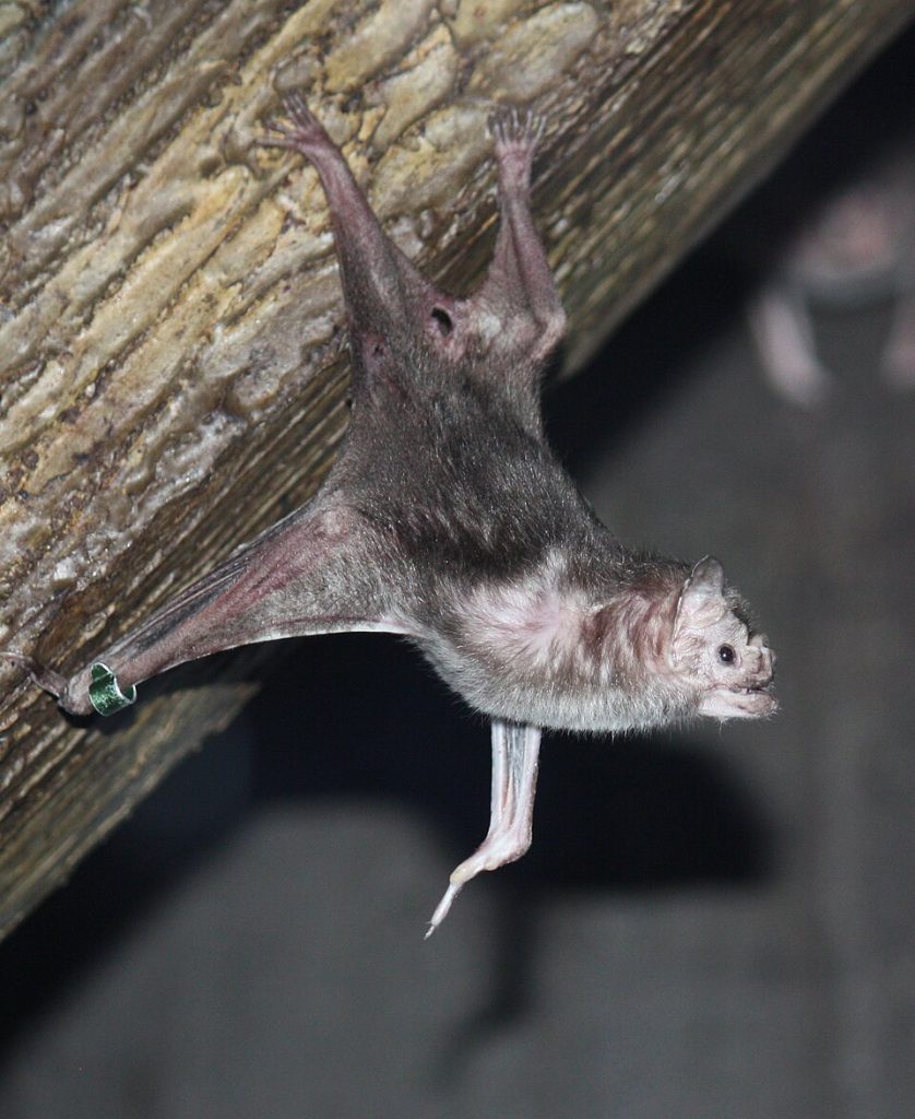 Vampyrflaggermusen Desmodus rotundus. Foto: Ltshears / CC BY-SA 3.0.