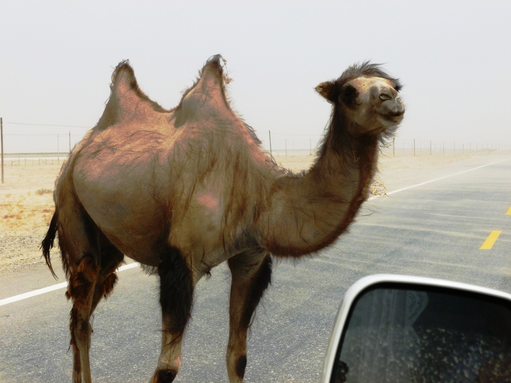 En villkamel i ørkenen i Kina. Foto: John Hill / CC BY-SA 3.0. 