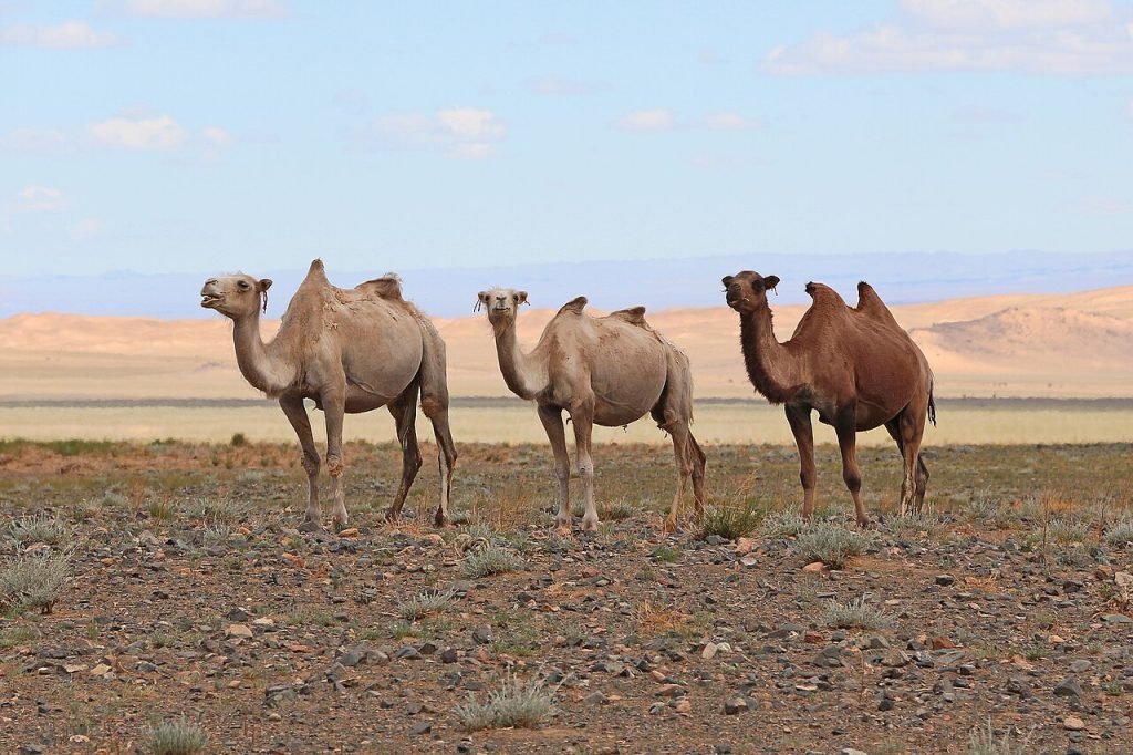 Villkameler i Gobi-ørkenen i Mongolia. Foto: Bernard Gagnon. 
