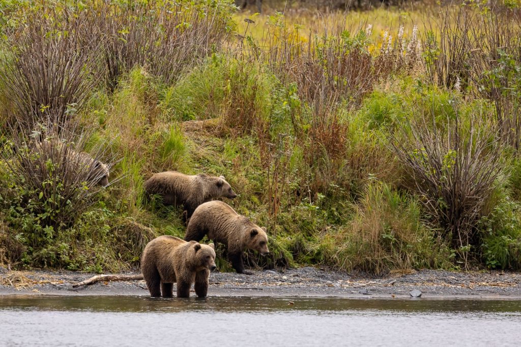 En kodiakbjørnebinne med tre unger i Kodiak National Wildlife Refuge. Foto: Lisa Hupp/USFWS.