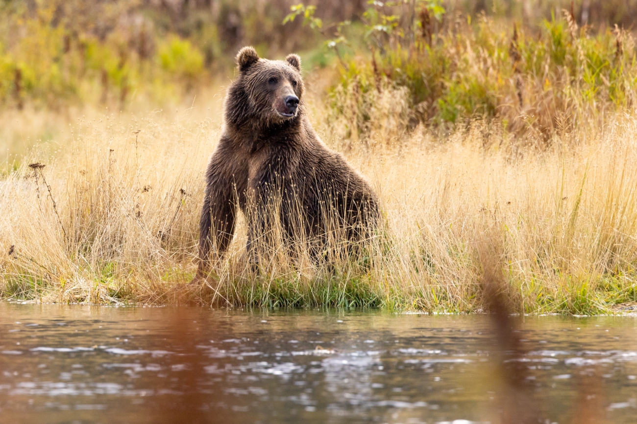 Kodiakbjørn
