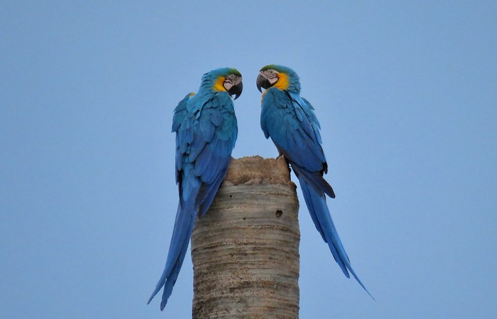 To blågularaer i Parque Estadual do Pireneus i Brasil. Foto: Danilo Rogério / CC BY-SA 4.0. 