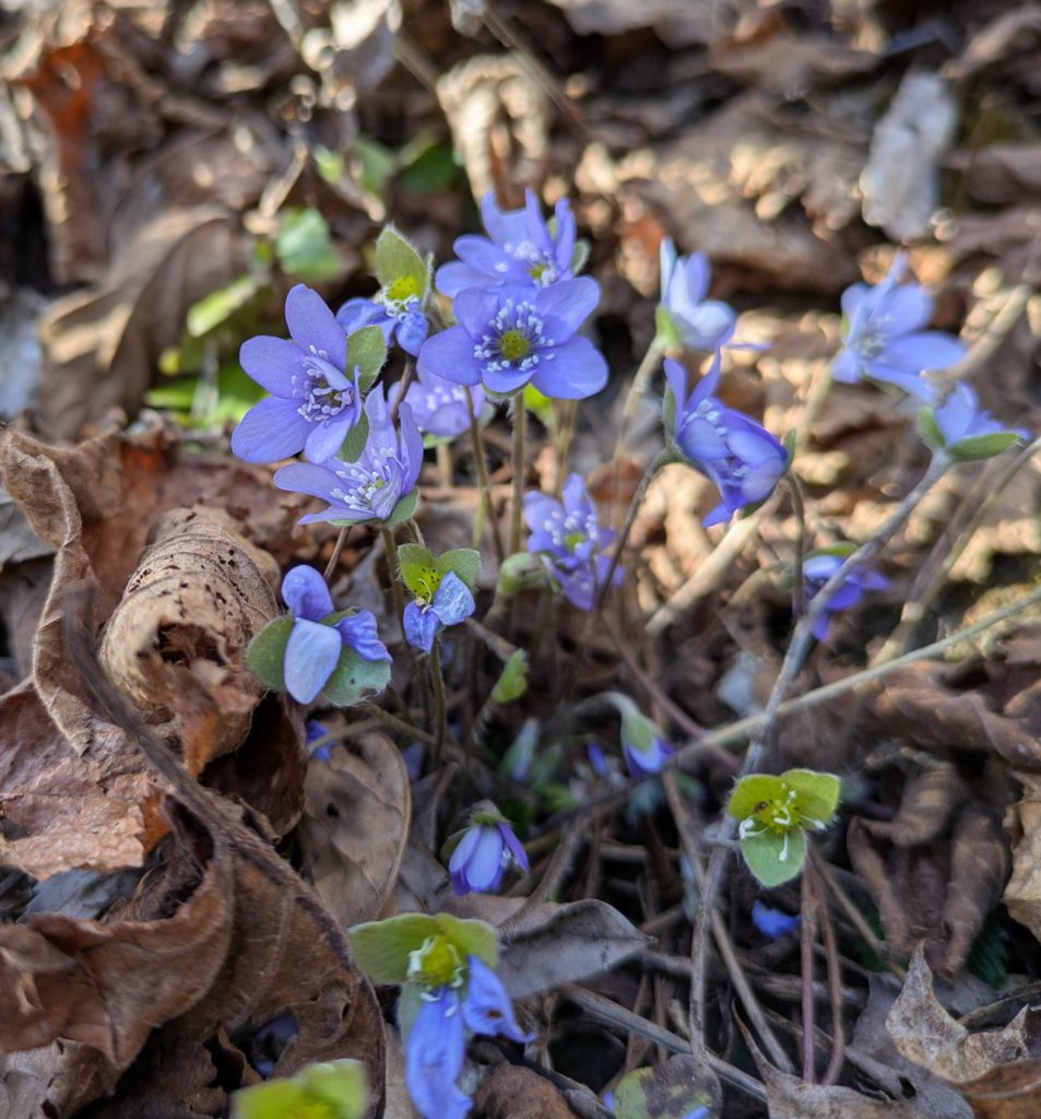 Blåveis. Foto: Nicklas Iversen. 