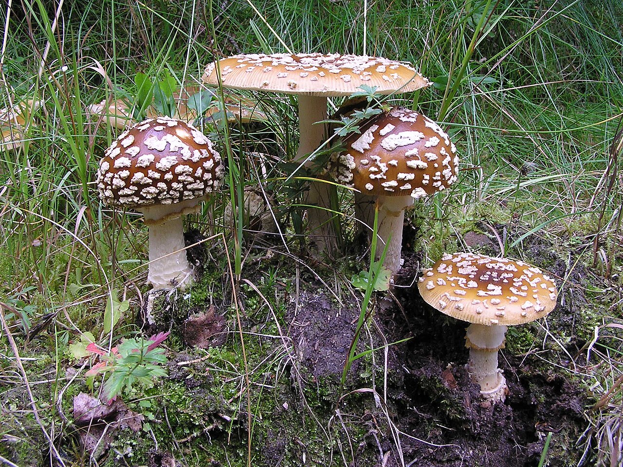 Brun fluesopp. Foto: Andreas Gminder / CC BY-SA 3.0.