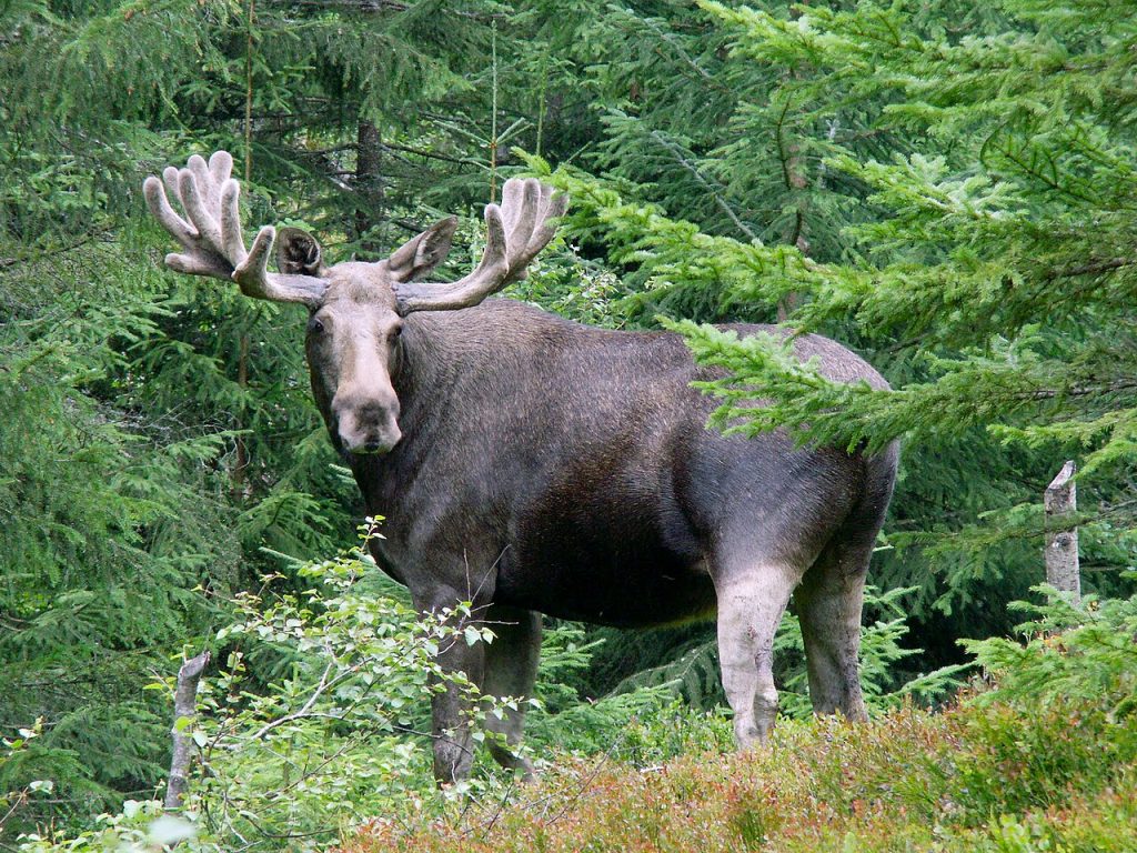 Elgokse. Foto: Badzil / CC BY-SA 3.0. 