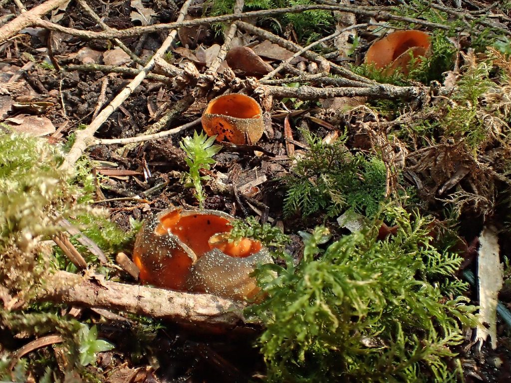 Fagerbolle. Foto: Adrien BENOIT à la GUILLAUME / CC BY-SA 4.0.