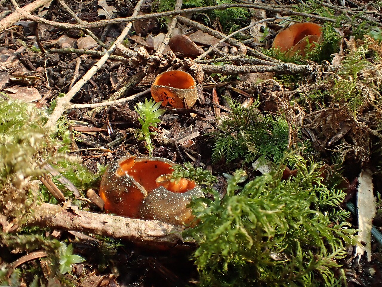Fagerbolle. Foto: Adrien BENOIT à la GUILLAUME / CC BY-SA 4.0.