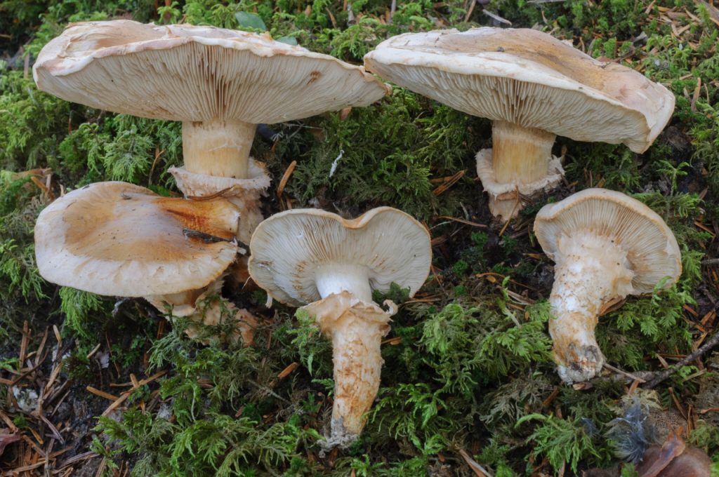 Grankransmusserong. Foto: Nicolas Schwab / CC BY-NC 4.0. 