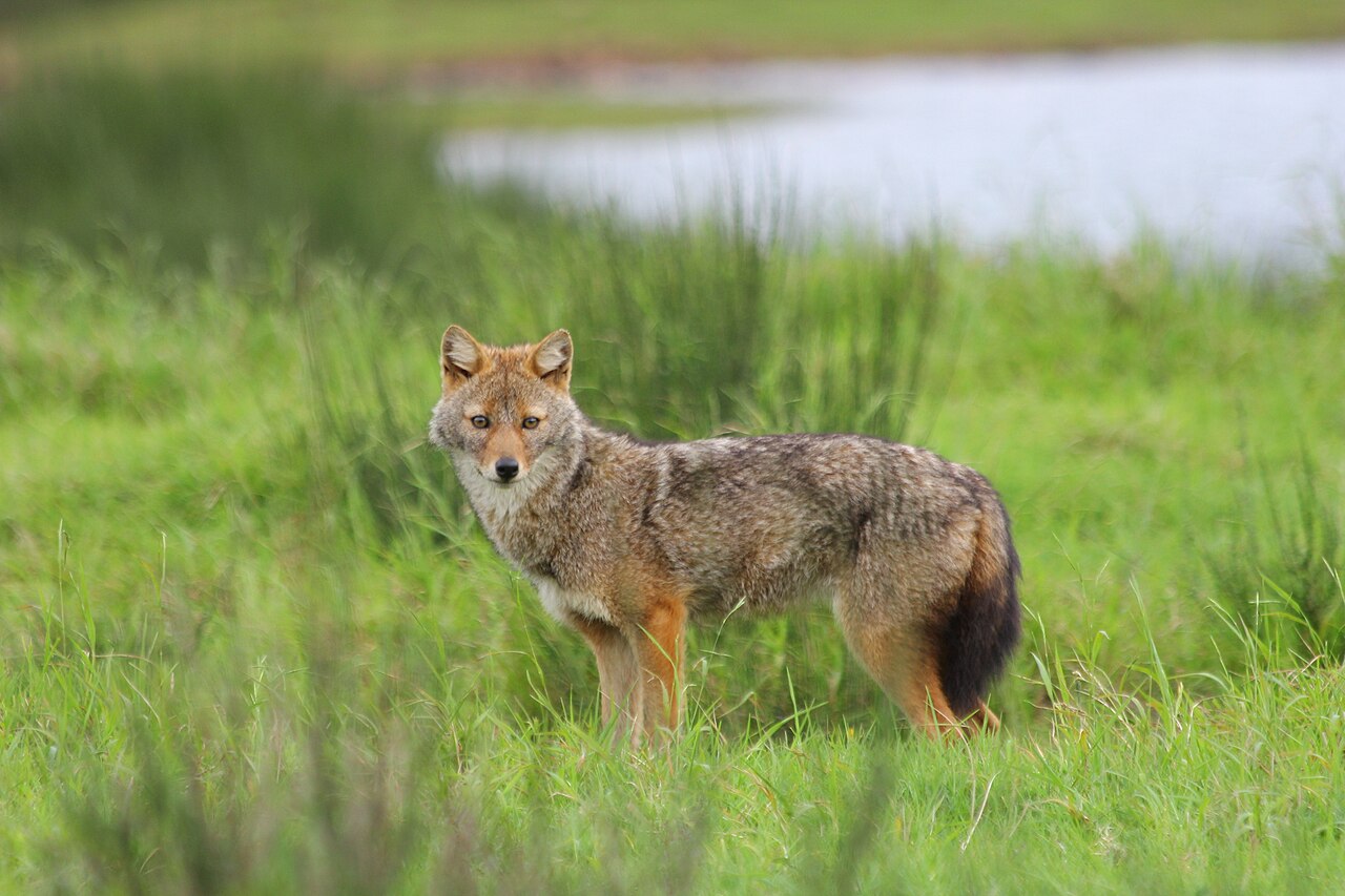 Gullsjakal. Her fra India. Foto: Prabukumar84 / CC BY-SA 4.0.