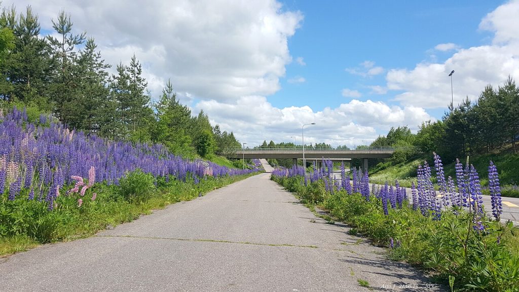 Hagelupiner langs et gangfelt. Foto: Arto J / CC BY-SA 3.0. 
