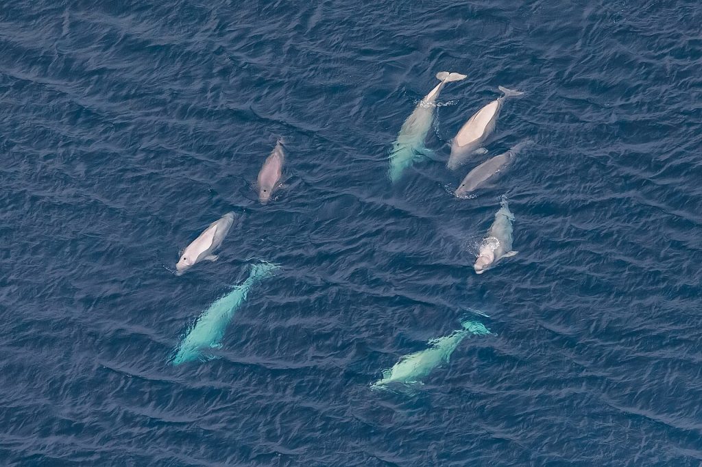 En familieflokk med hvithval. Foto: Kirill.uyutnov / CC BY-SA 4.0. 