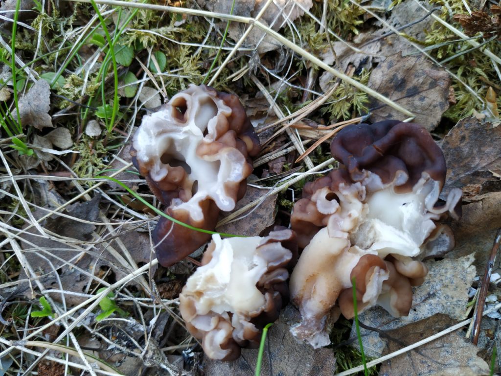 Sandmorkel som er åpnet; legg merke til kamrene. Foto: Nicklas Iversen.