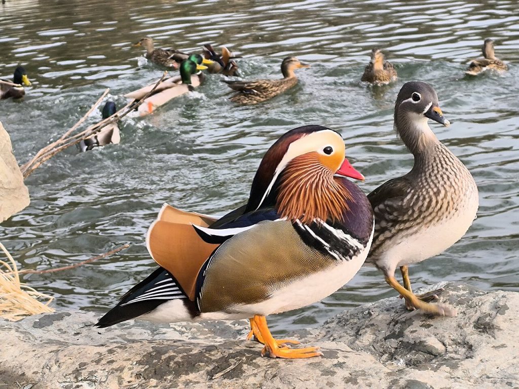 Mandarinender i Beijing. Hann til høyre, og hunn til venstre. Foto: 星外之神 / CC BY-SA 4.0. 