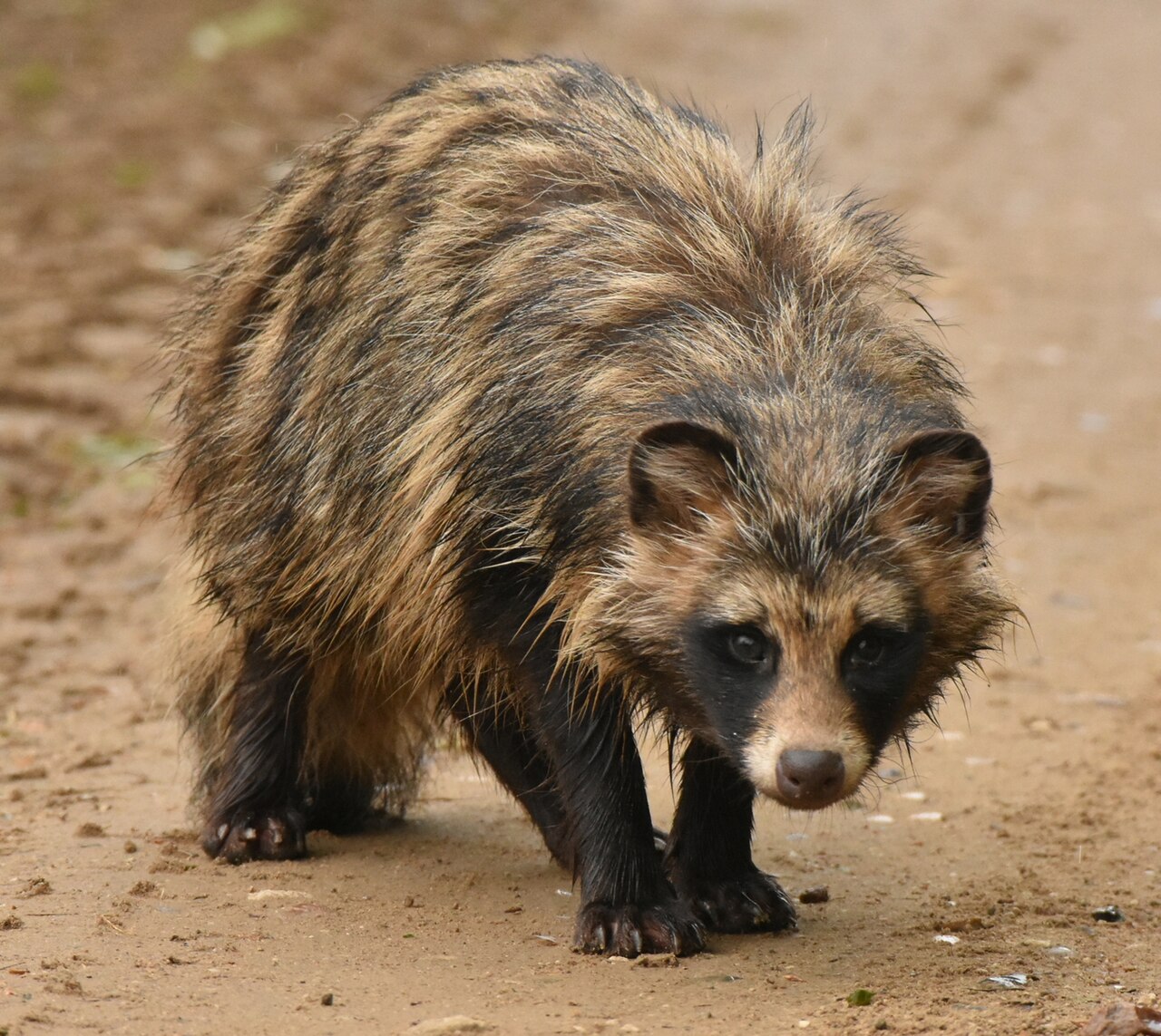 Mårhund. Foto: Марина Садыкова / CC BY 4.0.