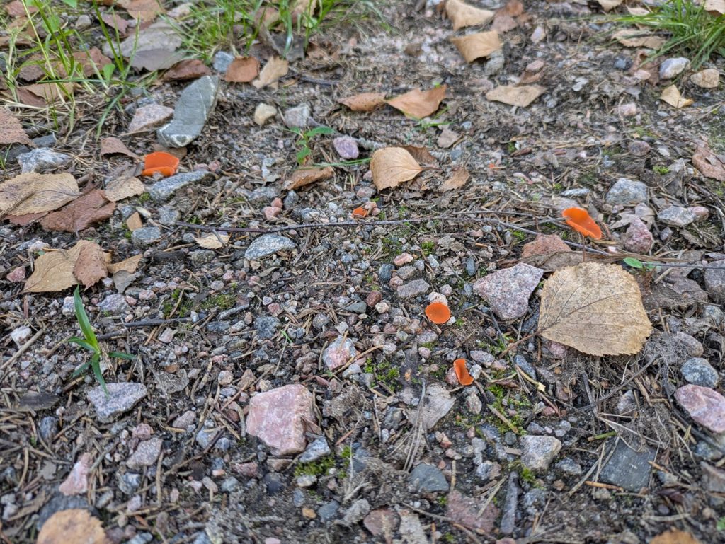 Oransjebeger som vokser på bakken. Foto: Nicklas Iversen.