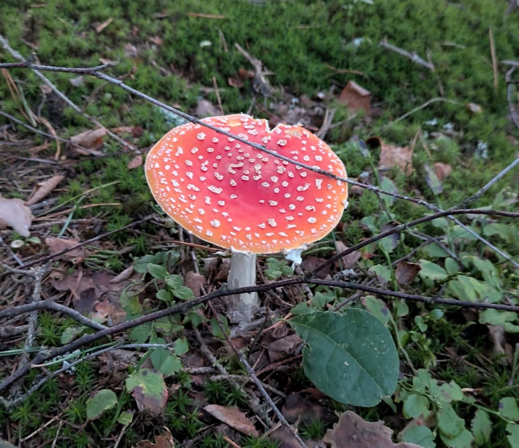 Rød fluesopp. Foto: Nicklas Iversen. 