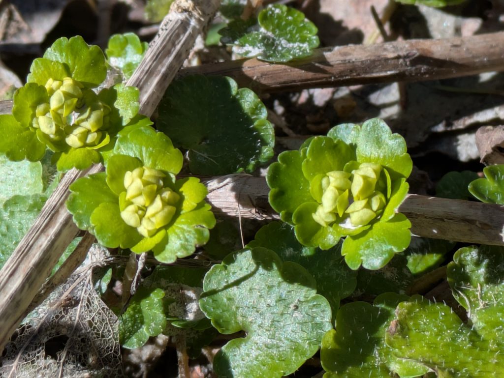 Maigull. Like før blomsterbladene åpner seg. Foto: Nicklas Iversen. 